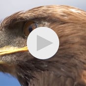 EAGLE Promo Content Thumbnail
