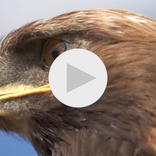 EAGLE Promo Content Thumbnail