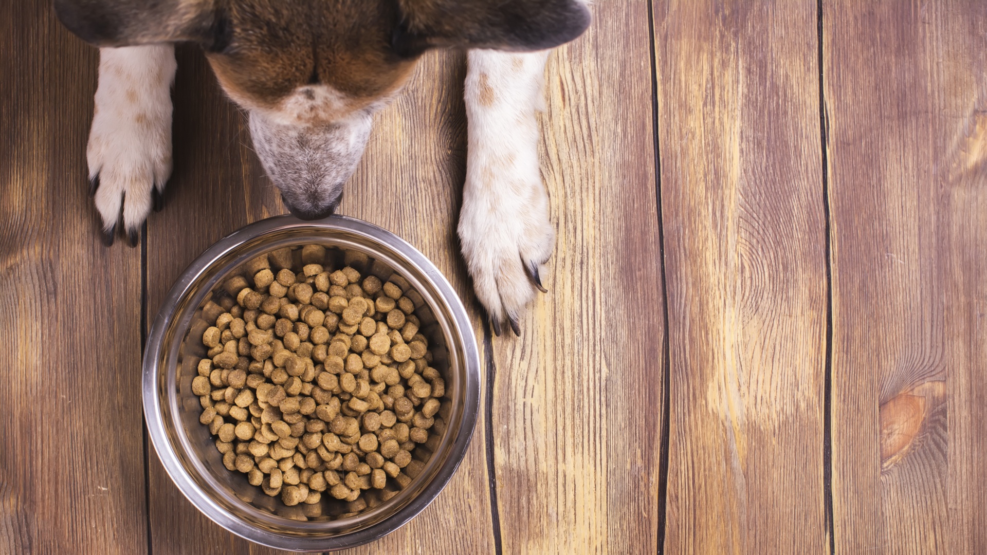 Dog Bowl - rendered.jpg